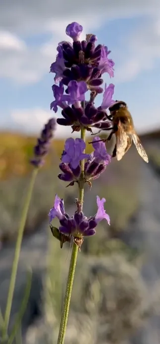 Albină culegând nectar de pe un spic de lavandă