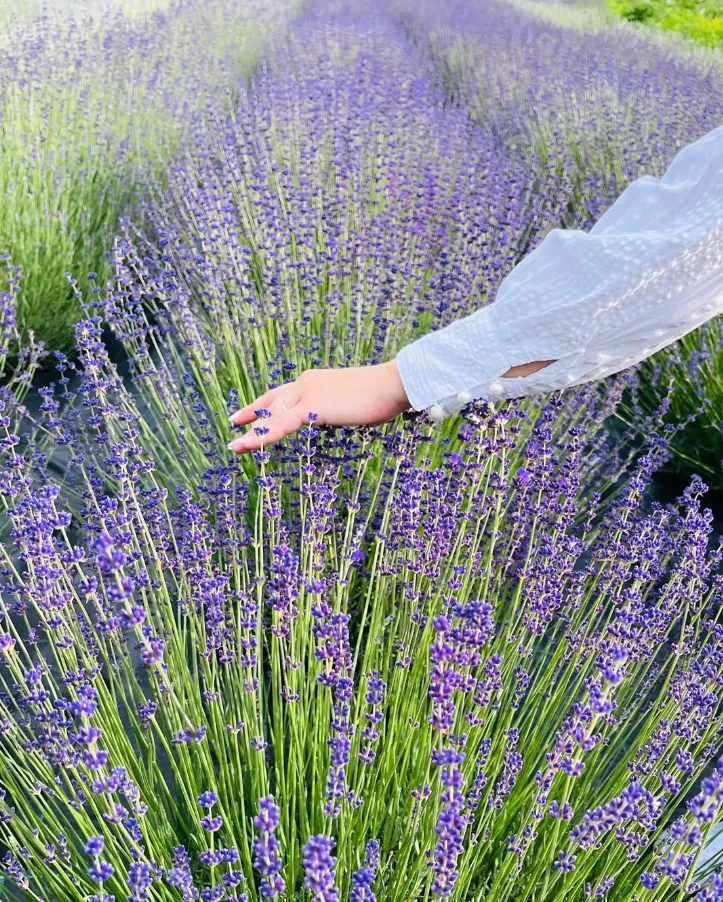 Mână mângâind tufele de lavandă înflorită de pe plantația noastră
